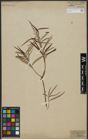 Foto von Salix viminalis L.
